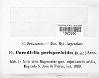 Parodiella perisporioides image